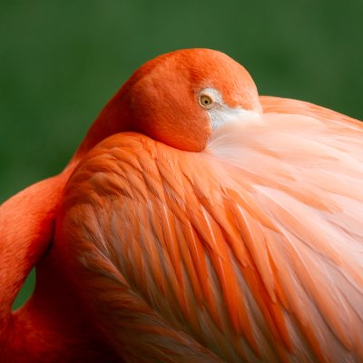 Shy Flamingo