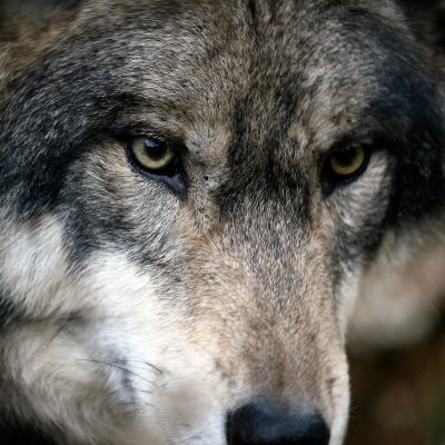 It's a Wolf! — photograph by Tony Panariello