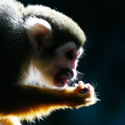 Monkey Eating a Grape — photograph by Tony Panariello