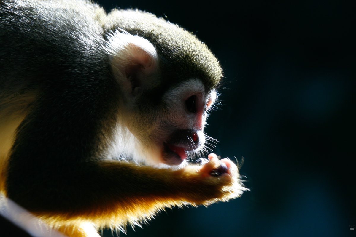 Monkey Eating a Grape